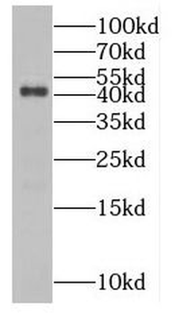 MAEA Rabbit Polyclonal Antibody