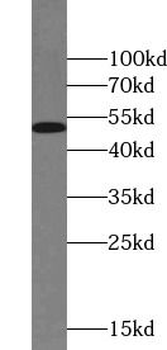 MAF Rabbit Polyclonal Antibody