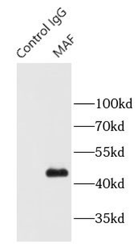 MAF Rabbit Polyclonal Antibody