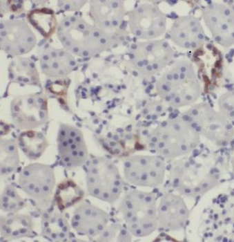 MAF Rabbit Polyclonal Antibody