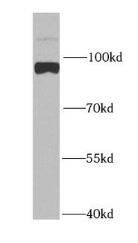MAGED1 Rabbit Polyclonal Antibody
