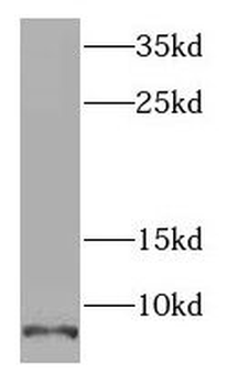 SCGB2A2 Rabbit Polyclonal Antibody
