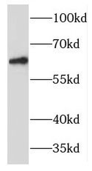 MANSC1 Rabbit Polyclonal Antibody