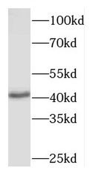 MAPK12 Rabbit Polyclonal Antibody