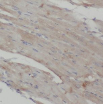 MAPK12 Rabbit Polyclonal Antibody