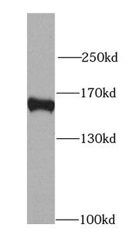 MAPKBP1 Rabbit Polyclonal Antibody