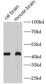 MARCKSL1 Rabbit Polyclonal Antibody