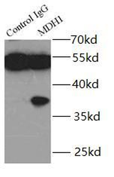 MDH1 Rabbit Polyclonal Antibody