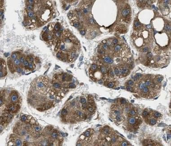 MDH1 Rabbit Polyclonal Antibody