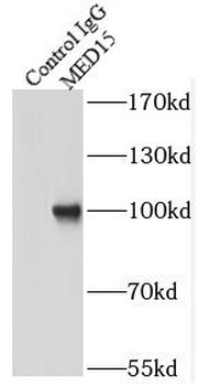 MED15 Rabbit Polyclonal Antibody