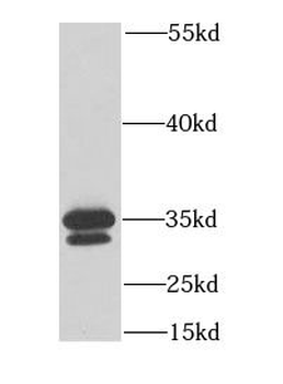 MEMO1 Rabbit Polyclonal Antibody