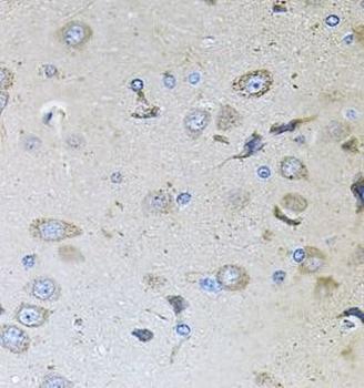 MEMO1 Rabbit Polyclonal Antibody