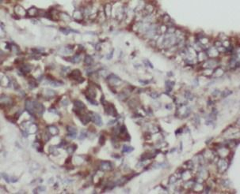 MFN1 Rabbit Polyclonal Antibody