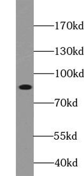 MFN2 Rabbit Polyclonal Antibody