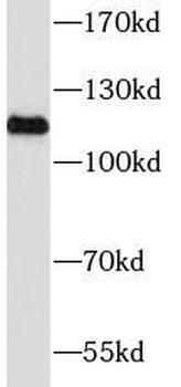 MICAL1 Rabbit Polyclonal Antibody
