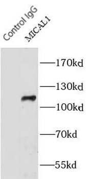 MICAL1 Rabbit Polyclonal Antibody