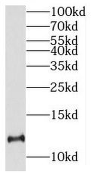 CCL19 Rabbit Polyclonal Antibody