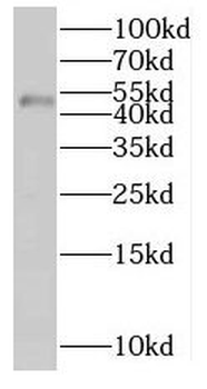 MKRN2 Rabbit Polyclonal Antibody