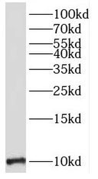 MOBP Rabbit Polyclonal Antibody