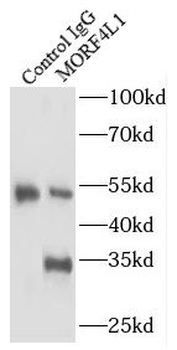 MORF4L1 Rabbit Polyclonal Antibody