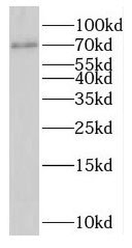 MPEG1 Rabbit Polyclonal Antibody