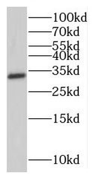 MPG Rabbit Polyclonal Antibody