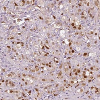 MPG Rabbit Polyclonal Antibody