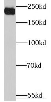 ABCC2 Rabbit Polyclonal Antibody