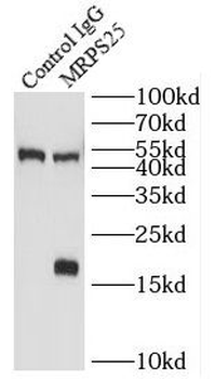 MRPS25 Rabbit Polyclonal Antibody