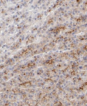 MRPS26 Rabbit Polyclonal Antibody