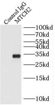 MTCH2 Rabbit Polyclonal Antibody