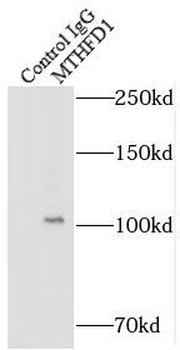 MTHFD1 Rabbit Polyclonal Antibody