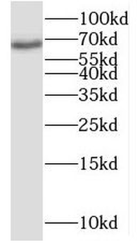 MYEF2 Rabbit Polyclonal Antibody
