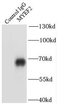 MYEF2 Rabbit Polyclonal Antibody