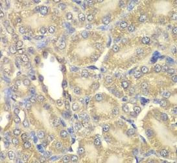 MBP Rabbit Polyclonal Antibody