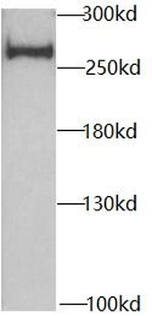 MYH1 Rabbit Polyclonal Antibody