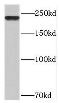MYH1 Rabbit Polyclonal Antibody