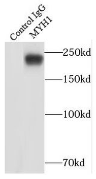 MYH1 Rabbit Polyclonal Antibody