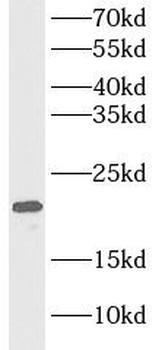 MYL4 Rabbit Polyclonal Antibody