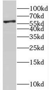NAP1L1 Rabbit Polyclonal Antibody