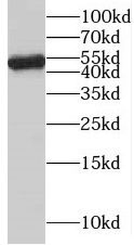 NAP1L4 Rabbit Polyclonal Antibody