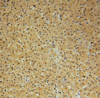 NAP1L4 Rabbit Polyclonal Antibody