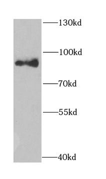 NASP Rabbit Polyclonal Antibody