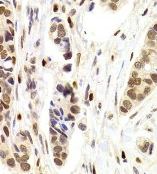NASP Rabbit Polyclonal Antibody