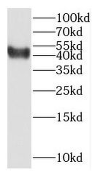 NCF4 Rabbit Polyclonal Antibody