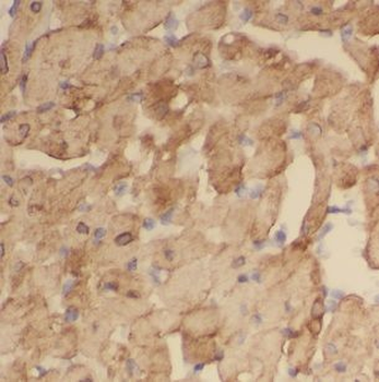 NCF4 Rabbit Polyclonal Antibody