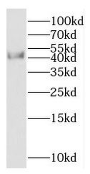 NCK1 Rabbit Polyclonal Antibody