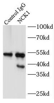 NCK1 Rabbit Polyclonal Antibody