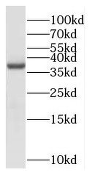 NDRG4 Rabbit Polyclonal Antibody