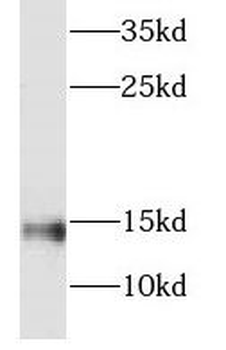 NDUFC2 Rabbit Polyclonal Antibody